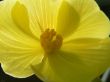Yellow Begonia Macro