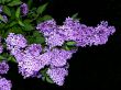 Purple Lilacs