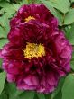 Big Purple Peony