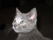 Cute Little Kitten