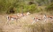 Tomson Gazelles