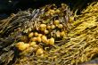 Abstract - yellow & brown kelp