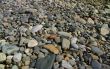 Granite pebbles, rounded by the ocean	
