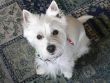 West Highland Terrier