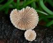 Fungus Flower