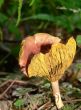Golden Mushroom Cup