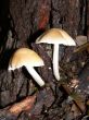 Mushroom Pair