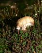 Little Mushroom in Moss