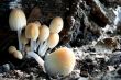 Mushroom Cluster