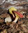 Autumn Mushrooms