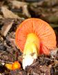 Bright Orange Fall Mushroom