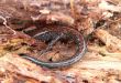 Hiding Salamander
