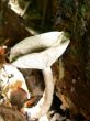 Single White Mushroom