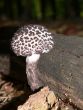 Little Spotted Mushroom