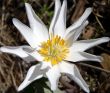 White Wildflower