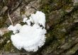 White Fuzzy Winter Mushroom