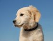 profil of  puppy golden retriever