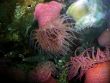 Sea Anemones