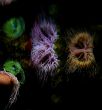 Neon Sea Anemones
