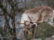 Reindeer