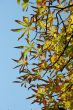 Leaves