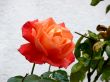 Red Rose