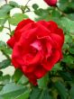 Red Rose