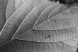 Fallen Leaf