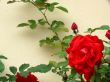 Red Rose