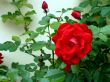 Red Rose