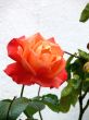 Red Rose