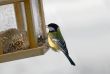 Bird Feeder
