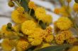 blooming mimosa.