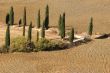 Tuscan cypress trees