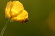 Spider on flower