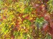 autumn: an abstract background
