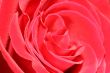The big bud of a red rose.