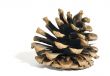 fir cone