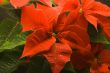 Poinsettia with droplets of water