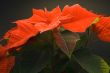 Poinsettia