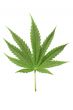 cannabis