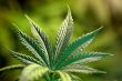 cannabis leaf