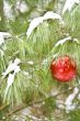 chirstmas bulb