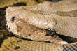 Head of a Boa