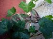 Chameleon on Ivy