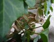 Chameleon on Ivy