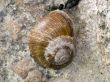 Sleeping Snail