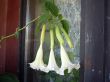 Datura