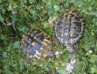 Testudo Hermanni
