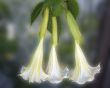Datura